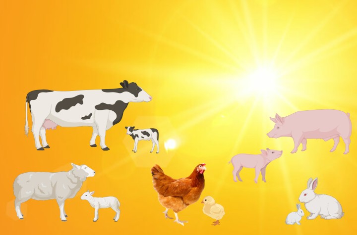 heat stress on livestock production.jpeg